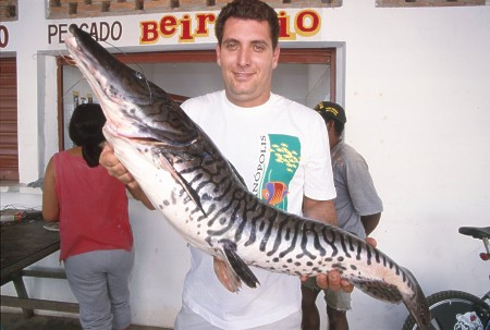 Cachara catfish