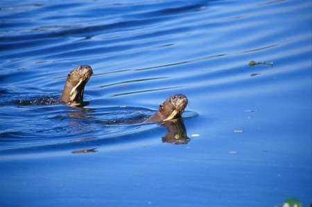 Giant Otters in the Pantanal, Brazil