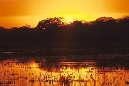 Sunrise in the Pantanal