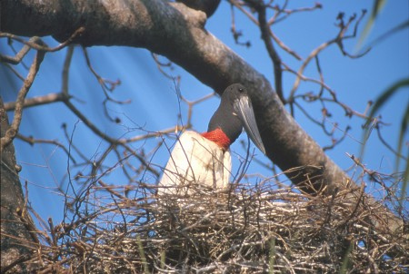 Tuiuiu or Jabiri Stork in the Pantanal, Brazil