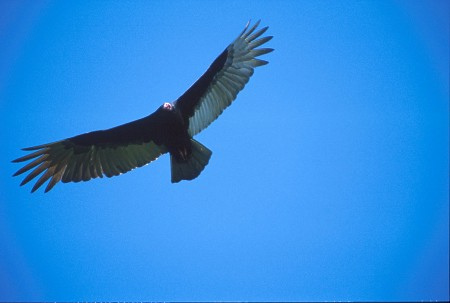 Turkey Vulture in flight over the Pantanal, Brazil