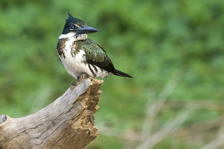 Amazon kingfisher in the Pantanal, Brazil