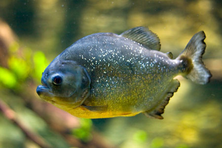 Piranha