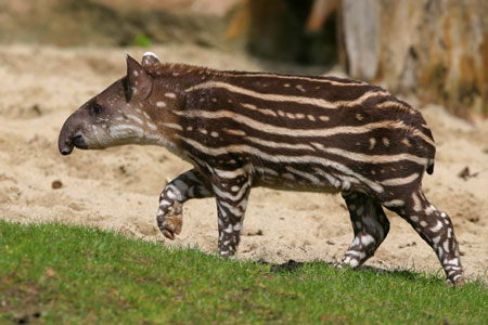 Juvenile Tapirl