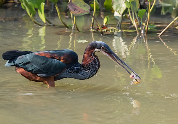 An Agami Heron spears fishing along a riverbank.