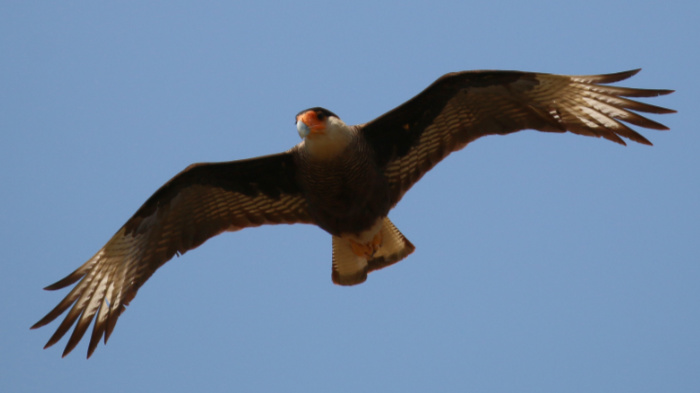Southern Crested Caracara in flight.