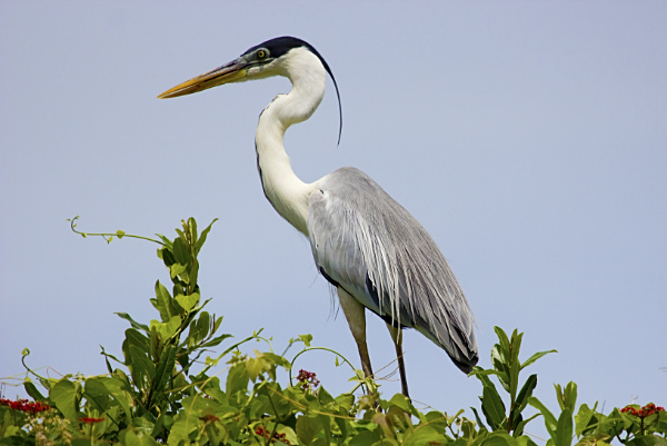 Cocoi heron displaying its breeding plumage, with long plumes stretching down from its black cap, and delicate breeding feathers on its back.