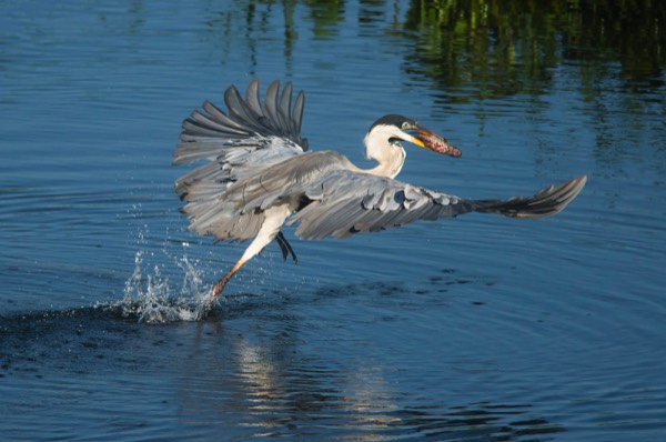 Cocoi heron taking to the air with a freshly caught meal. 
