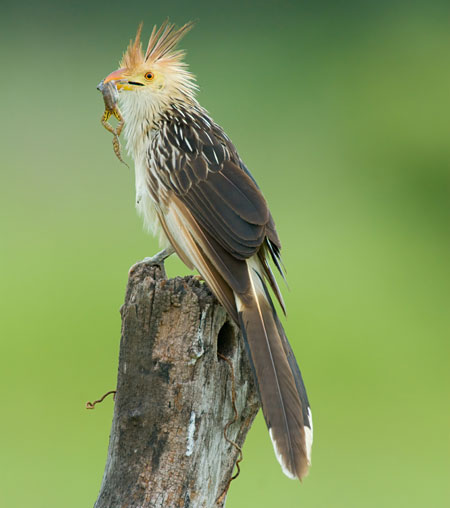 Guira Cuckoo (Guira guira) with a frog in its beak sitting on a fence post in the Pantanal.