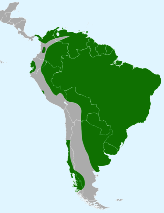 Map showing the range of the Cocoi Heron.
