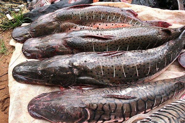 An illegal catch of Pintado and Cachara confiscated by IBAMA (Brazil