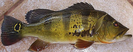 Despite being environmentally destructive, Peacock Bass, are a good eating fish popular with sports fishing enthusiasts.