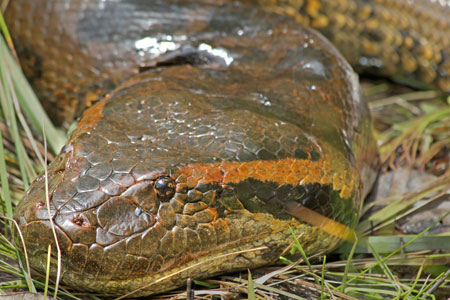Head view of an Anaconda