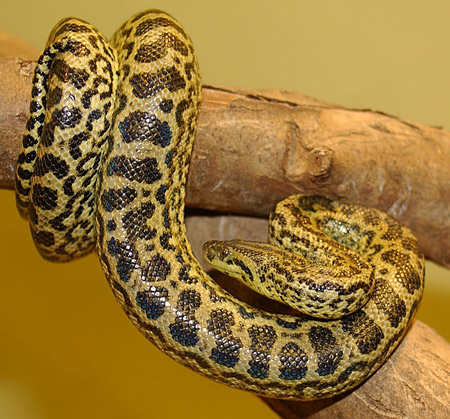 Yellow anaconda showing its lighter colour and stronger patterning.