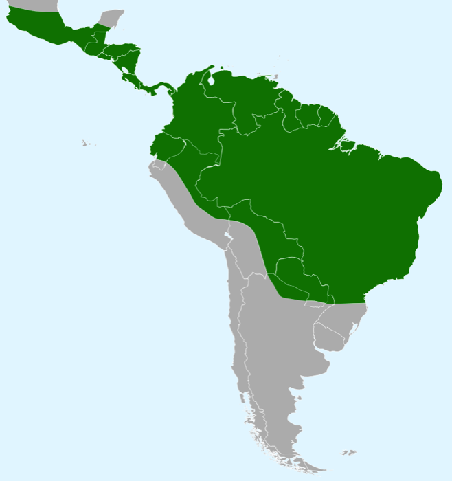 The iguana