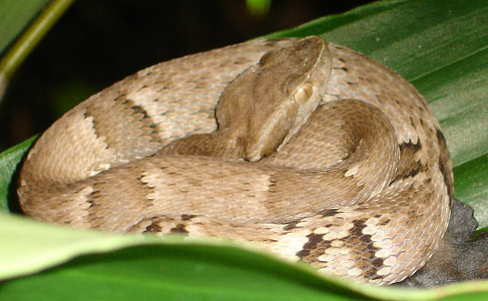 Jararaca curled up on leaves in a forest. 