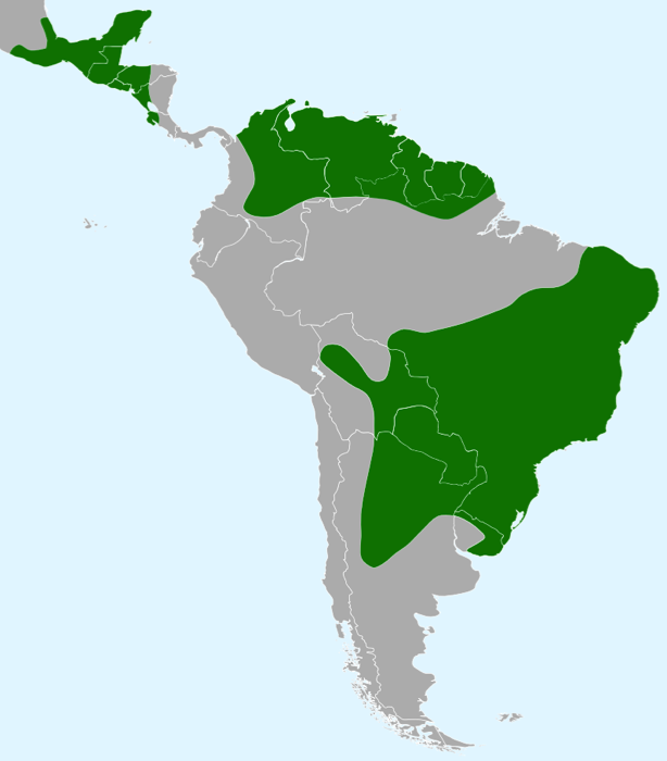 The neotropical rattlesnake ranges from Mexico down to northern Argentina - except for the rainforest areas.