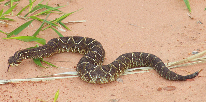 South American rattlesnake or Cascavel (Crotalus durissus terrificus)