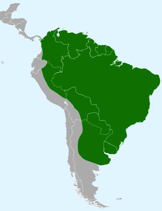 The Tegu ranges across much of South America. In the northern part it