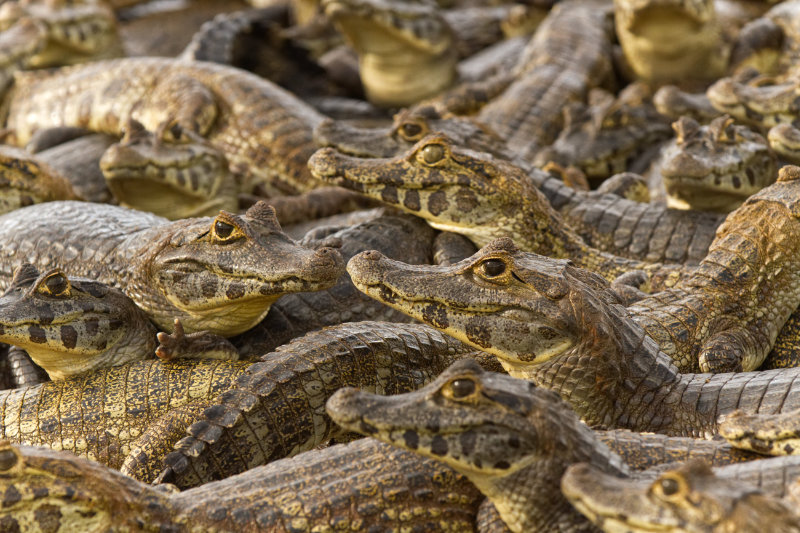 Getting close up with the jacaré caimans at Caimasul.