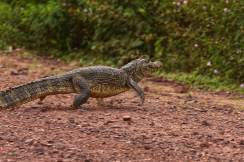 The Estrada Parque is a great place to see wildlife - but you may need to be quick before the animals run away.