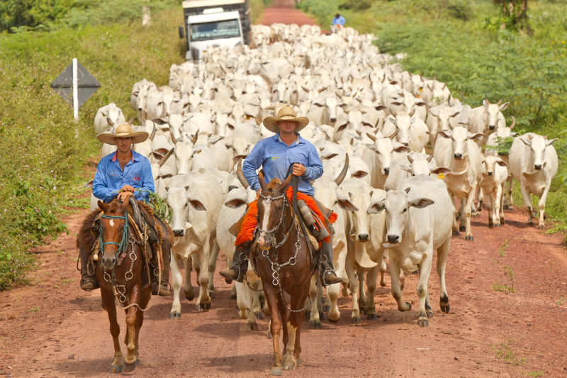 Pantaneiro cowboys and their cattle herds are a common sight along the Estrada Parque road.