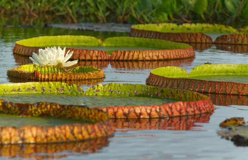 Vitória Régia are massive lily pads with leaves exceeding 2m diameter.