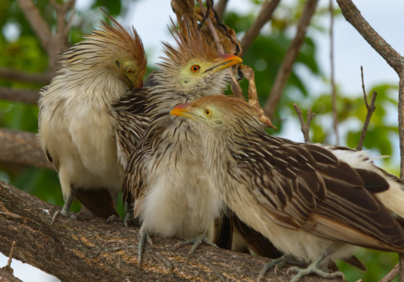 Porto Geral has many birds including parakeets, herons, kingfishers, woodpeckers, and small groups of Guira Cuckoos (Guira guira) such as this one. The best times for birdwatching are early morning and late afternoon.