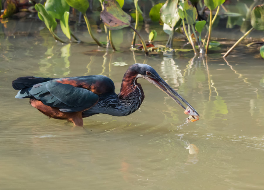 An Agami Heron spears fishing along a riverbank. Credit: Shutterstock/Kelp Grizzly Photography.