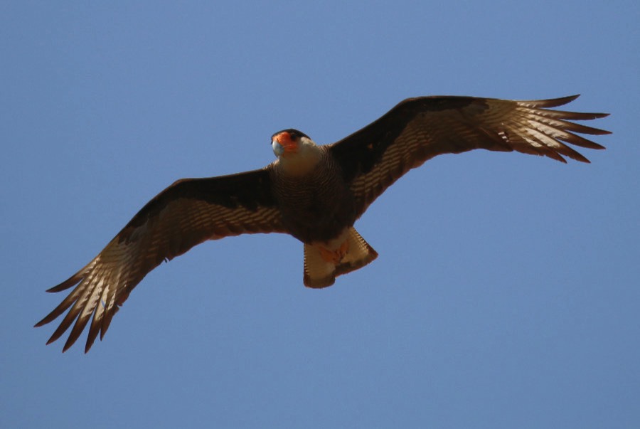 Southern Crested Caracara in flight. Credit: Charles Sharp