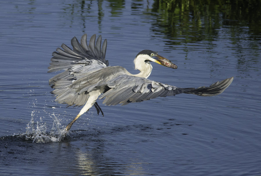 Cocoi heron taking to the air with a freshly caught meal. Credit: Qwuito/Wikimedia