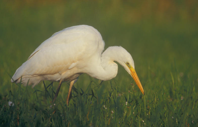 Great egret. Credit: Lukasz Lukasik