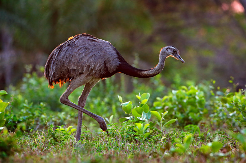 Rhea americana in the evening sun in a Pantanal grassland. Photo: Shutterstock/Ondrej Prosicky.