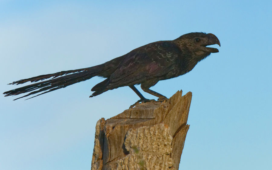 Smooth-billed Ani or Anu Preto is a very similar species, aside from it