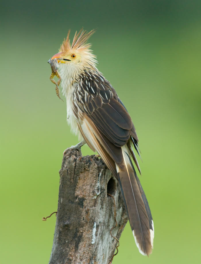 Guira Cuckoo (Guira guira) with a frog in its beak sitting on a fence post in the Pantanal. Credit: Shutterstock/Hal Brindley.