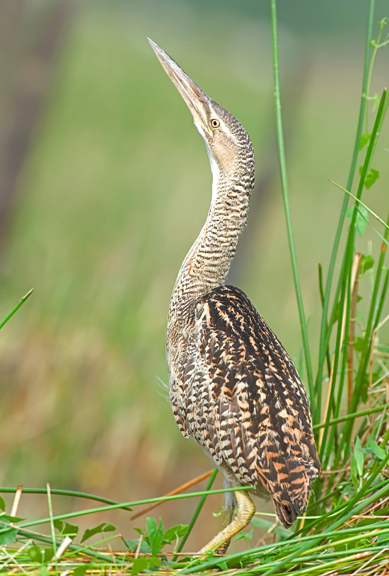 The Pinnated Bittern (Botaurus pinnatus), also known as the South American Bittern is another similar looking species. It