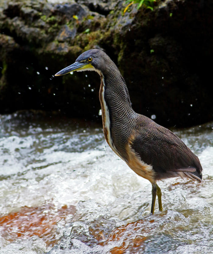 Fasciated Tiger Herons lack the rusty red-brown colour around the head and upper body. They also prefer other habitats such as fast-moving streams in foothills. In this environment they