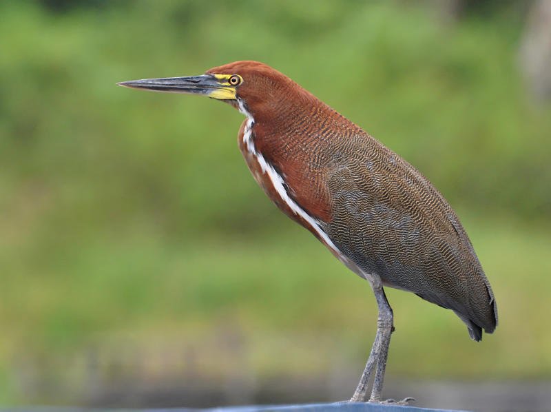 Rufescent Tiger Heron with its adult coloration. This colouration develops at around four years of age. Credit: Cláudio Dias Timm.