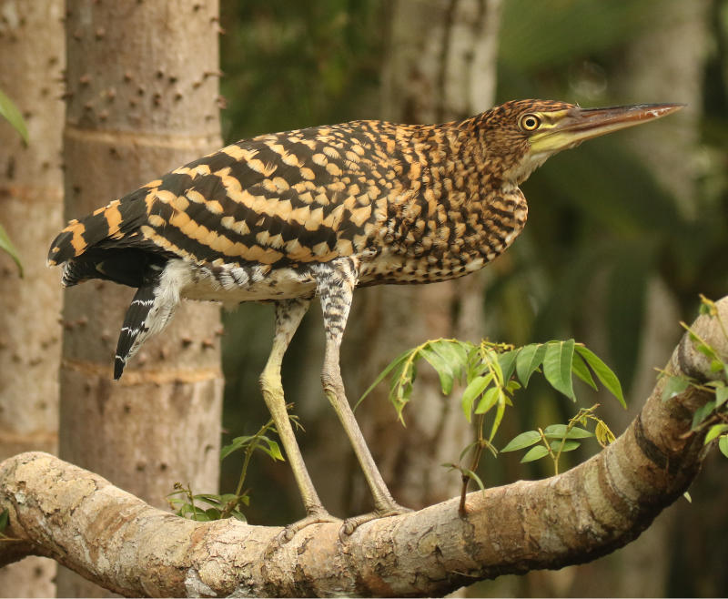 A juvenile Rufescent Tiger Heron displaying it