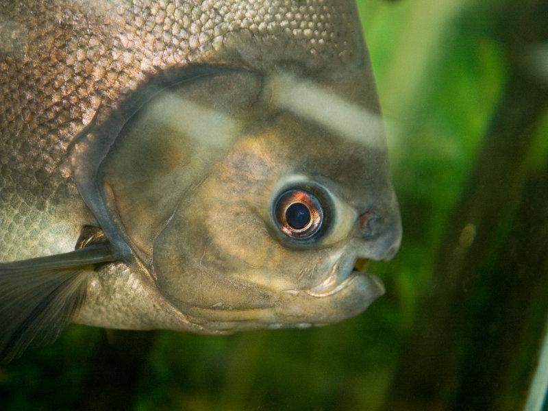 The various species of Pacu have proven a popular aquarium fish in the US and Europe, often being sold as a "vegetarian piranha". Photo: Jasper Nance.