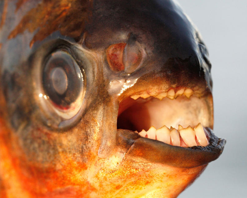 Pacu teeth can be surprisingly human, including molars suited to the grinding of seeds and nuts. Photo: Henrik Carl.