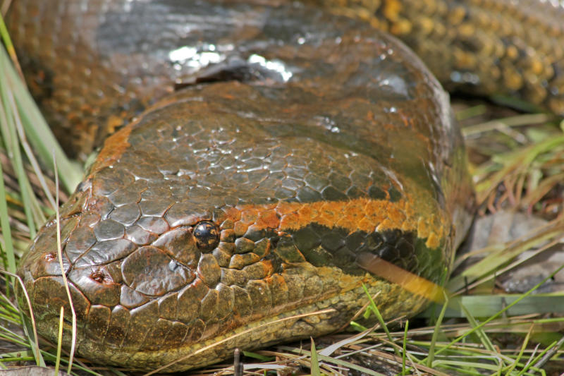 Head of a Green Anaconda exhibiting it