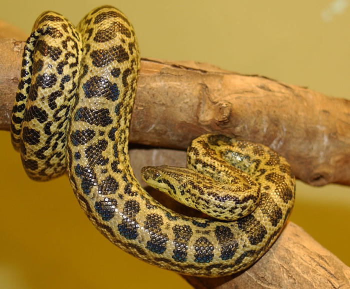 Yellow anaconda showing its lighter colour and stronger patterning. Wild specimens can appear green or tan but still have a yellow underside. Photo: Patrick Jean/Nantes Natural History Museum.