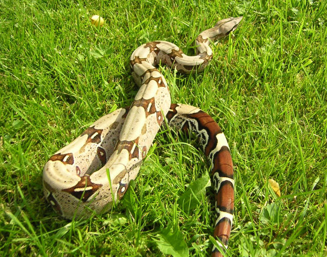 Boa constrictor, clearly showing why its also commonly referred to as the Red-tailed Boa. Credit: Embreus.