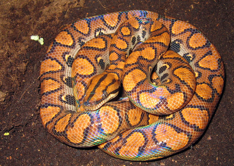 A Rainbow Boa (Epicrates cenchria) exhibiting its orange coloration, circular dorsal and lateral markings, with three parallel stripes on its head - and its unmistakeable iridescent rainbow sheen. Credit: karoH.