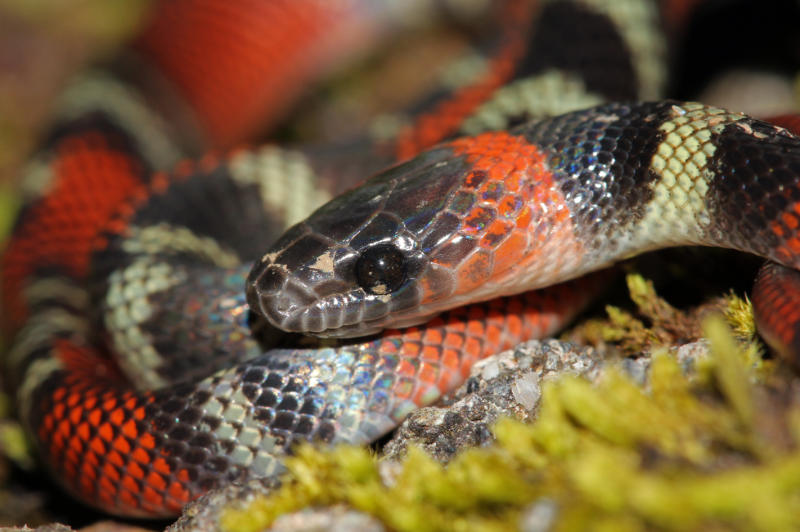 A Calico snake (Oxyrhopus guibei), which is one of several false corals. It has a larger head, larger eyes, and the coloured bands don