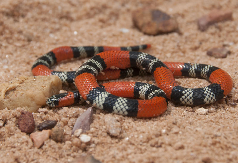 Southern coral snake (mIcrurus frontalis) photographed in the cerrado around Brasília. Photo: William Quatman.