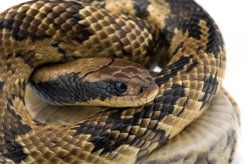 False Water Cobra closeup. Photo: Shutterstock/PetlinDmitry