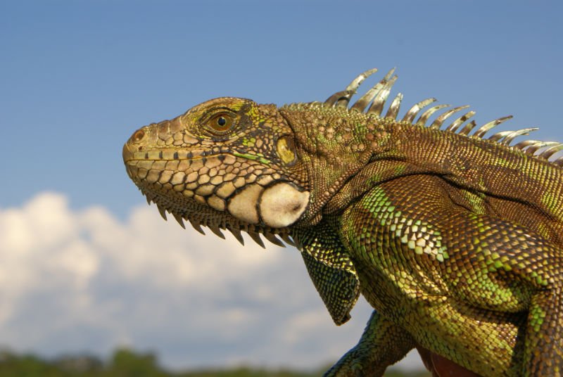 Adult green iguana. Photo: Shutterstock/Lukasz Janyst.