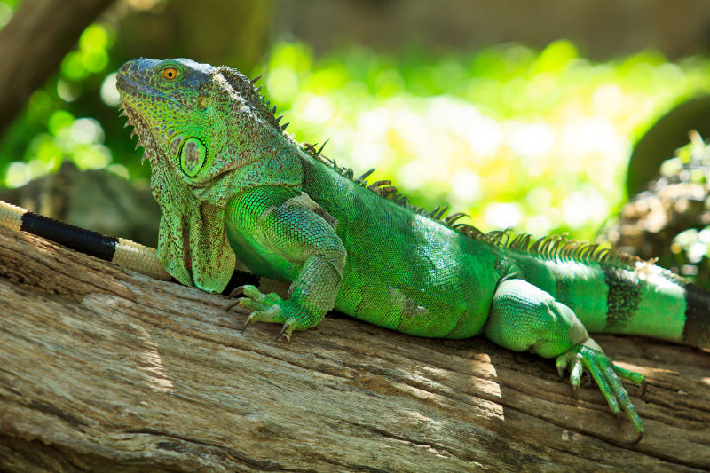 Adult green iguana displaying the bright green coloration seen in the forest and sometimes at mating season. Photo: Shutterstock/apiguide.